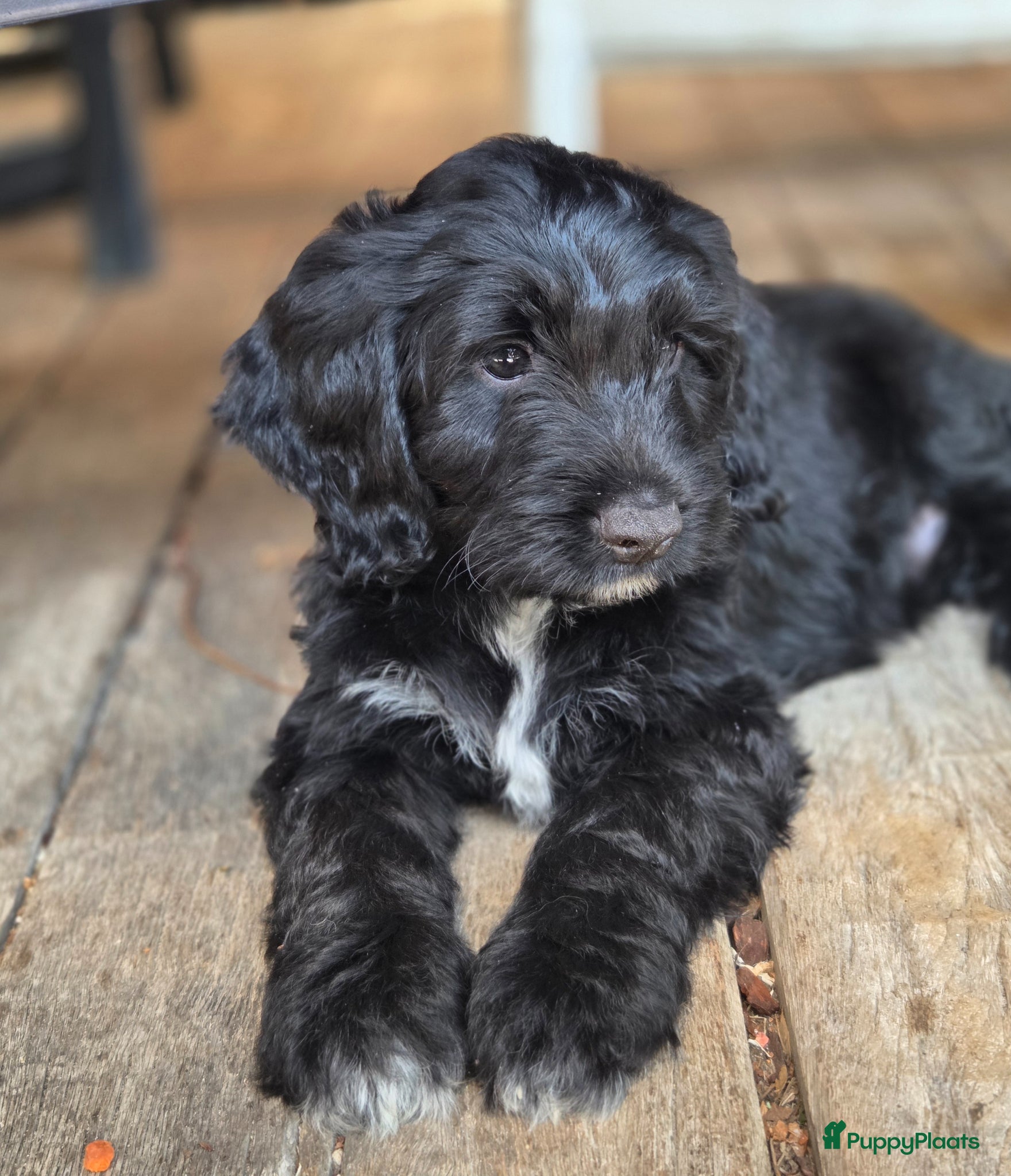 Kruising honden Cockapoo pups mogen 't nest verlaten - Advertentie 3