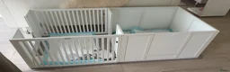 Pomeriaan honden te koop: Prachtige crèmekleurige pomeriaan pups (dwergkees) - Advertentie 5