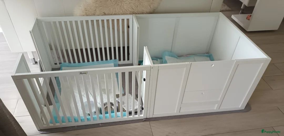 Pomeriaan honden te koop: Prachtige crèmekleurige pomeriaan pups (dwergkees) - Advertentie 5