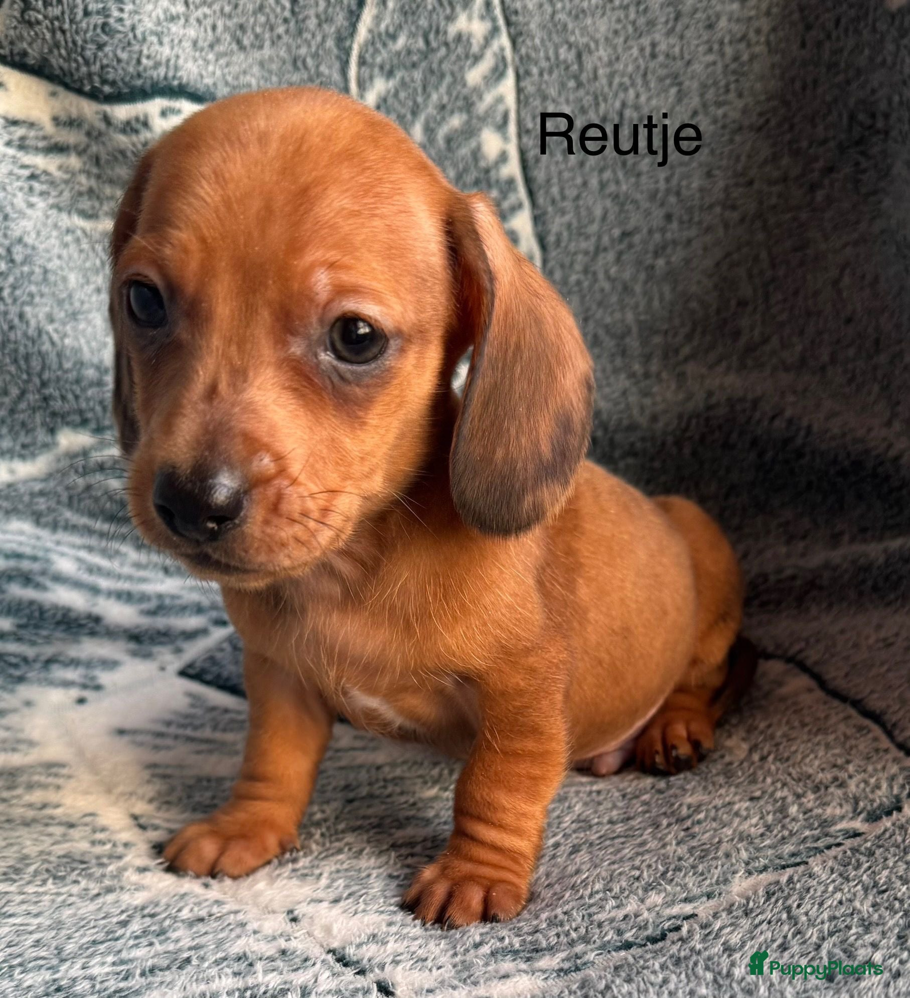 Teckel (korthaar)  honden Prachtig nestje teckel pups  - Advertentie 16