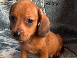 Teckel (korthaar) honden Prachtig nestje teckel pups - Advertentie 10