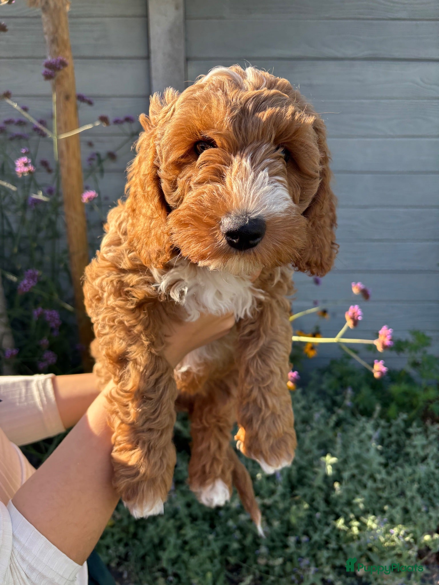 Labradoodle honden Labradoodle pups nog 1 teefje  - Advertentie 2