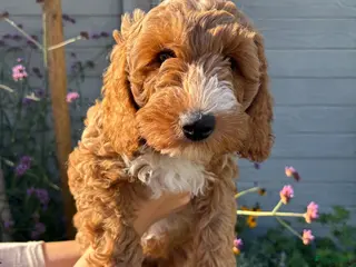 Labradoodle honden Labradoodle pups nog 1 teefje - Advertentie 2