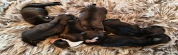 Tibetaanse Terriër honden te koop: Raszuivere Tibetaanse Terriër pups  - Advertentie 6