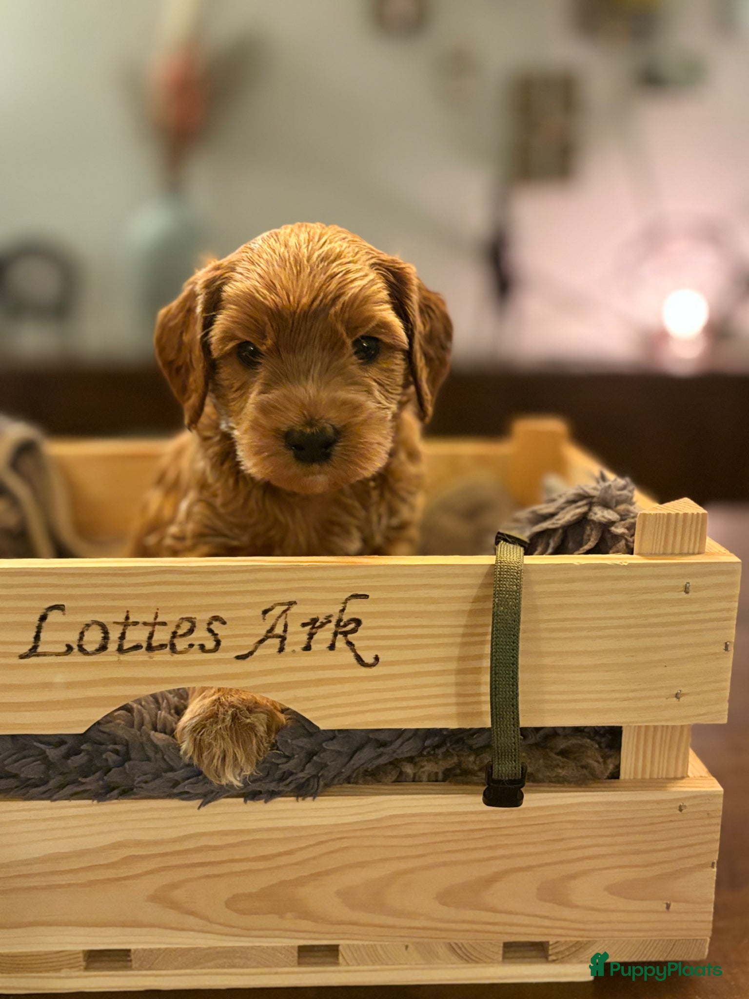 Australian Labradoodle honden Australian labradoodle pup - Advertentie 2