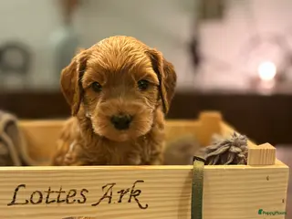 Australian Labradoodle honden Australian labradoodle pup - Advertentie 2