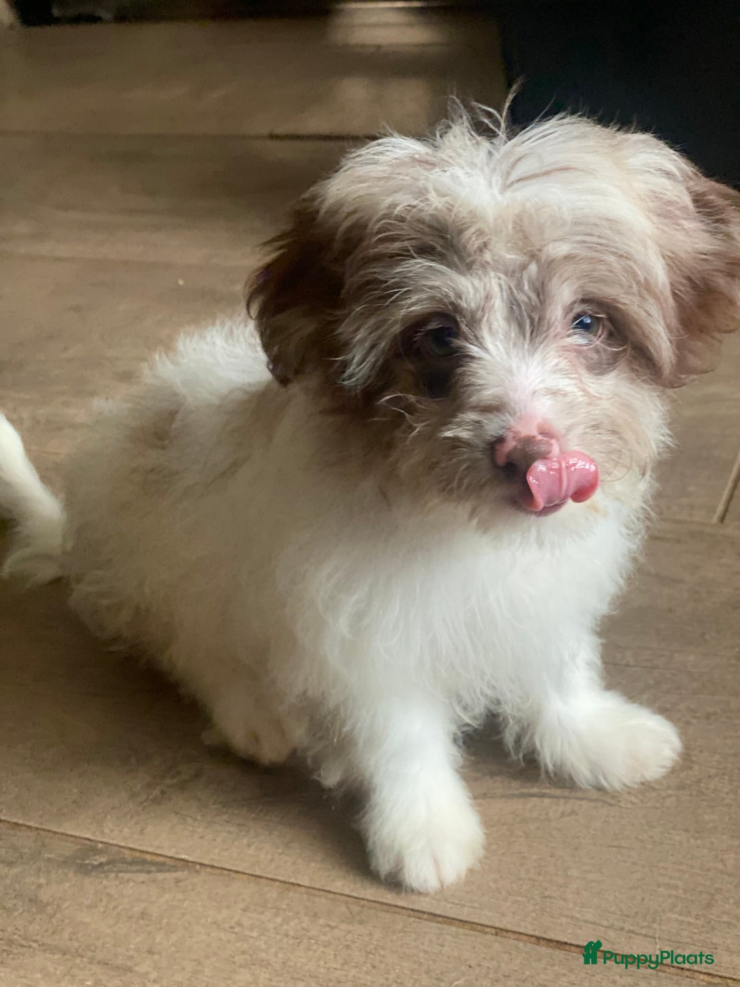 Shihpoo honden te koop: Shipoo pups bont en choco  - Afbeelding 6