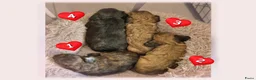 Kruising honden te koop: Prachtige Chi-doodle pups (chihuahua-toypoedel) - Advertentie 14