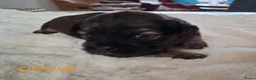 Kruising honden te koop: Mooie Boomer pups - Advertentie 15