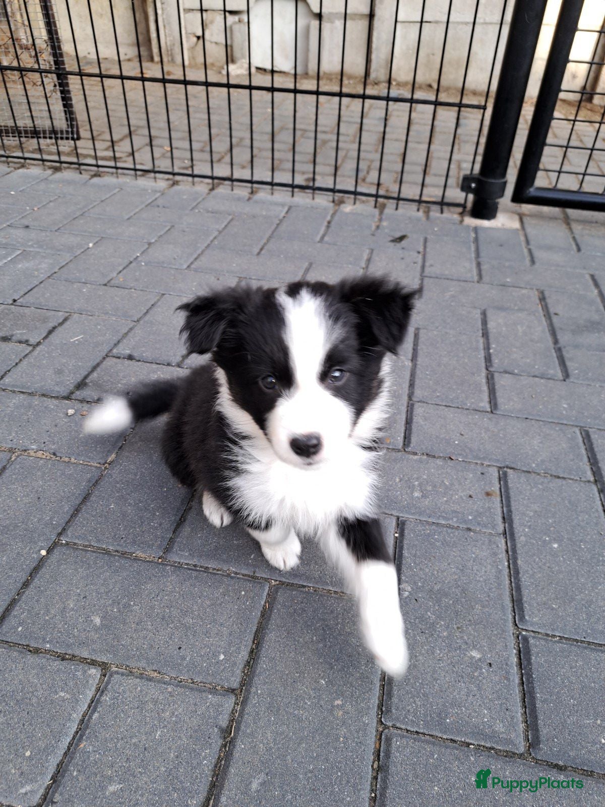 Border Collie honden Border collie teefje mag het nest verlaten - Advertentie 4