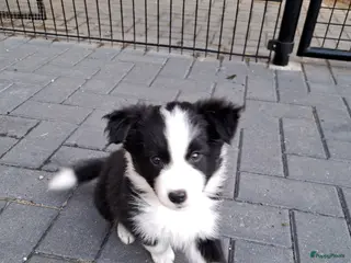 Border Collie honden Border collie teefje mag het nest verlaten - Advertentie 4