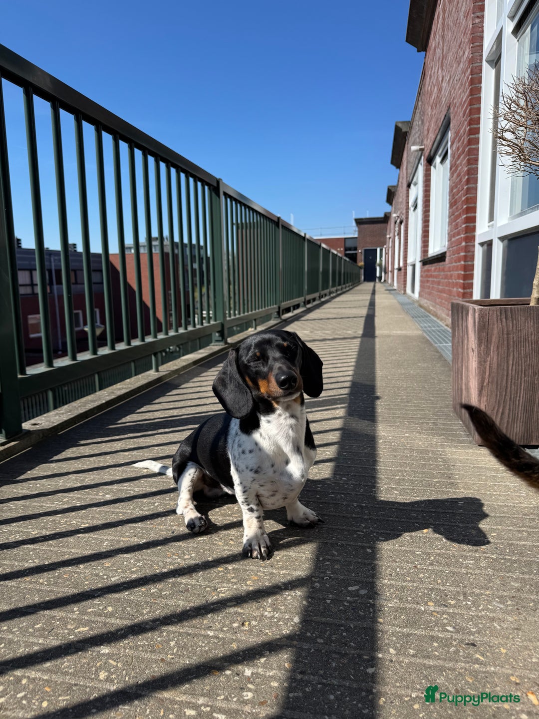 Teckel (korthaar)  honden ter dekking: Dekreu dwergteckel - Afbeelding 4