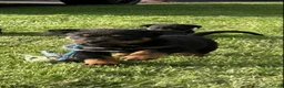 Rottweiler honden te koop: Mooie rottweiler pups tekoop - Advertentie 6