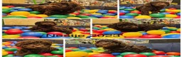 Labradoodle honden te koop: Labradoodle pups  - Advertentie 27