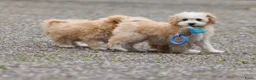 Maltipoo honden te koop: Lieve Maltipoo pups - Advertentie 6