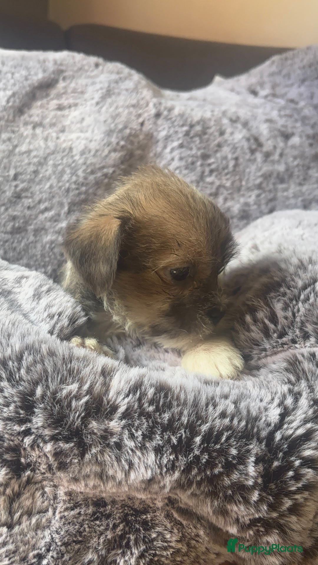 Boomer honden te koop: Super mooie klein blijvende boomer pups - Afbeelding 2