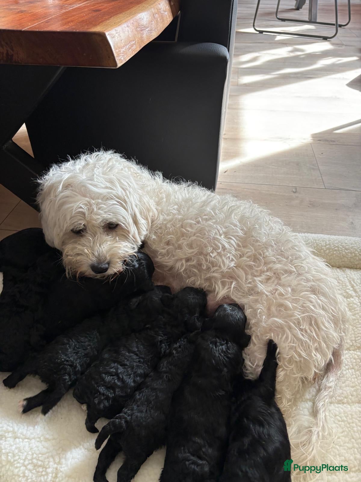 Maltipoo honden Maltipoo  - Advertentie 2