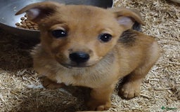 Kruising honden te koop: Jack Russell terriër kruising met pomeriaan reu in Eemnes - Afbeelding 4
