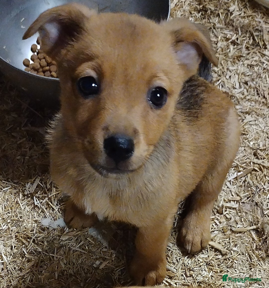 Kruising honden te koop: Jack Russell terriër kruising met pomeriaan reu in Eemnes - Afbeelding 4