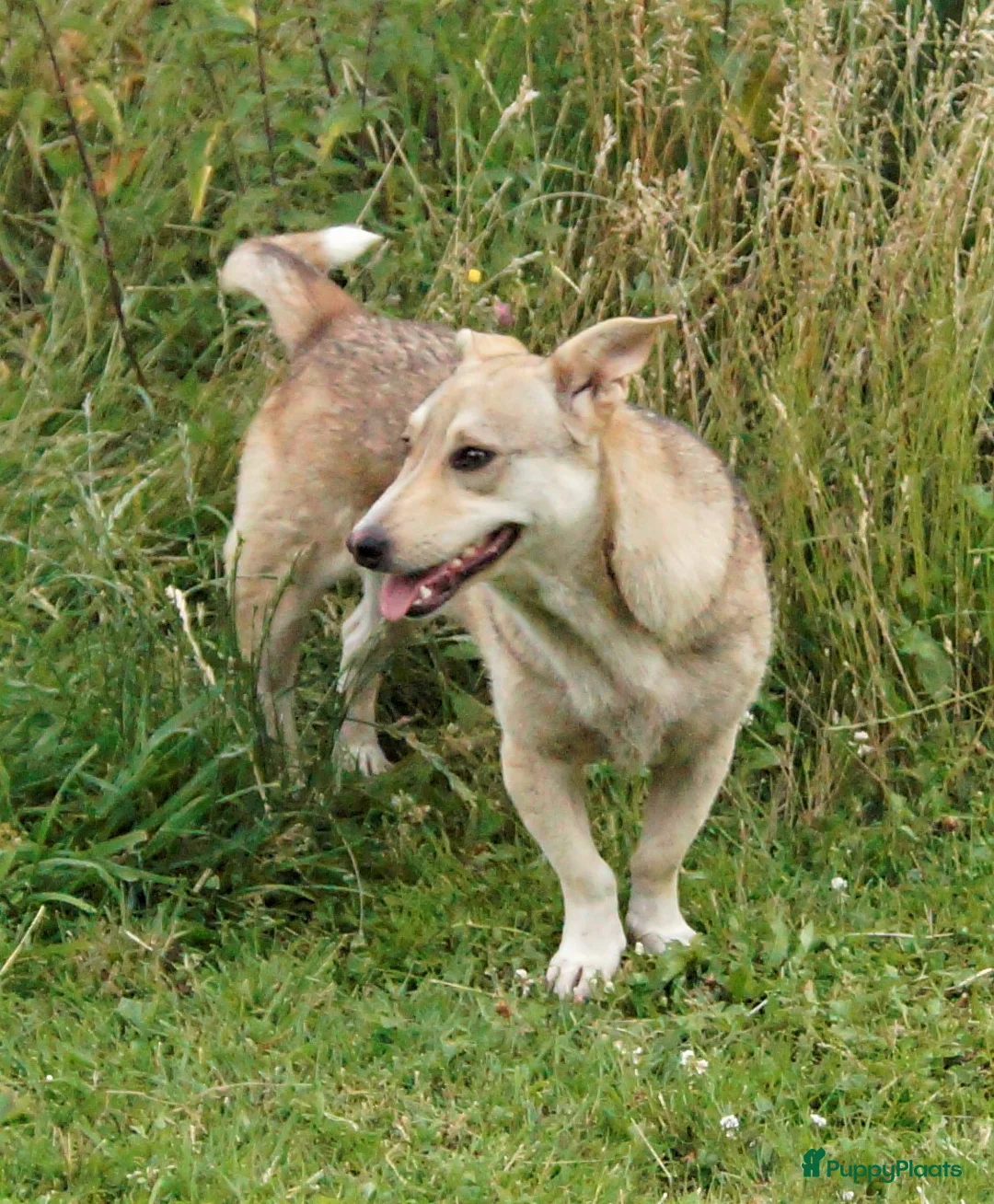 Kruising honden ter adoptie: super duo in Ridderkerk - Advertentie 10