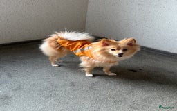 Pomchi honden te koop: Pomchi Luna in Vlaardingen - Afbeelding 3
