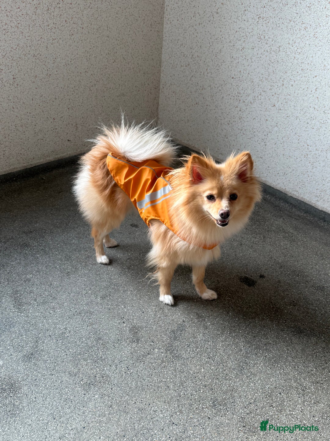 Pomchi honden te koop: Pomchi Luna in Vlaardingen - Afbeelding 3