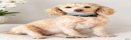 Maltipoo honden te koop: Maltipoo  - Advertentie 9