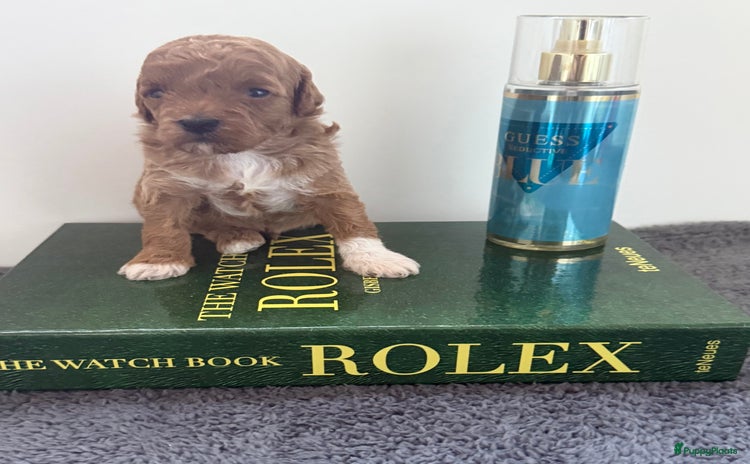 Labradoodle honden - Advertentie 1