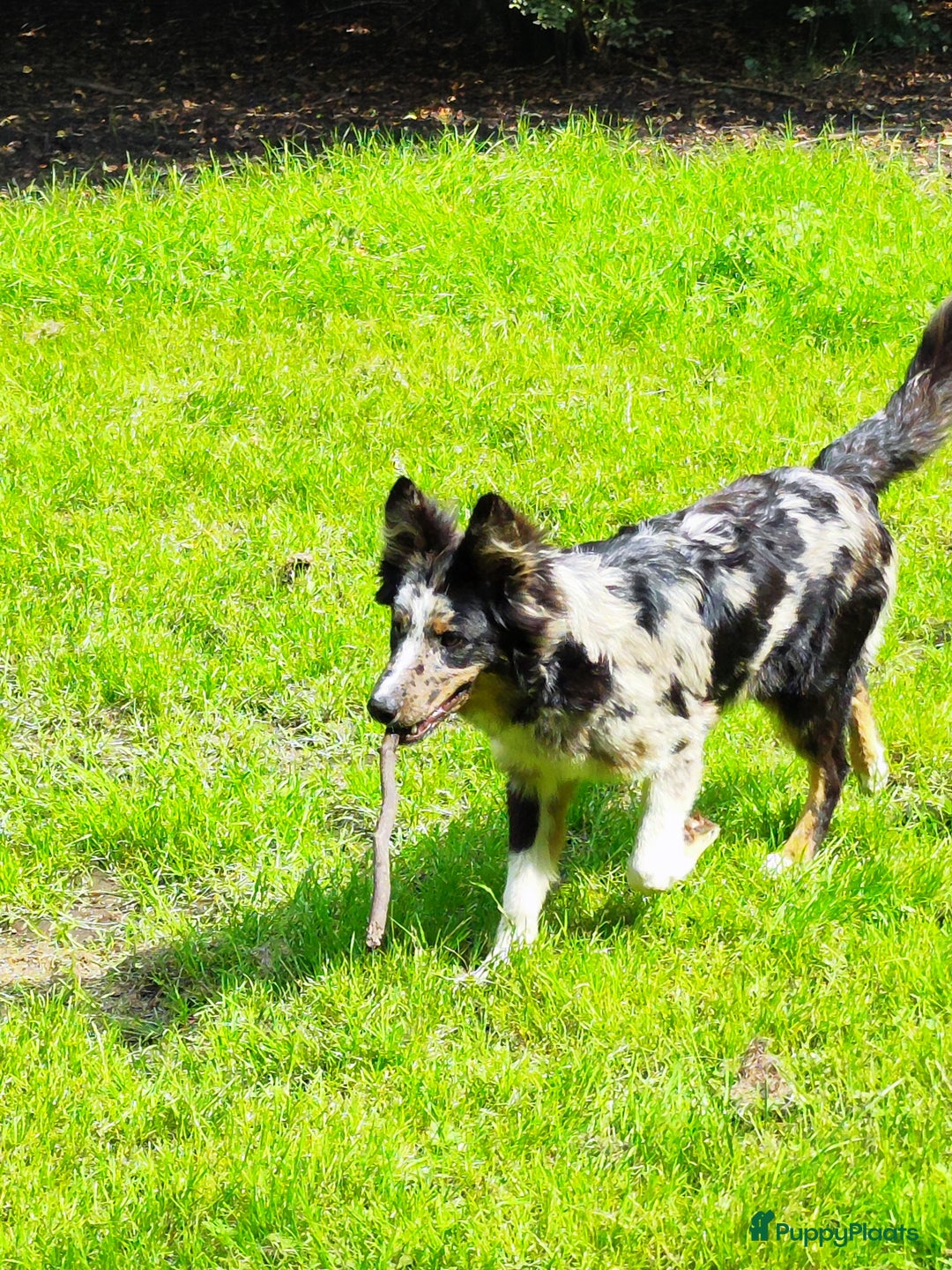 Kruising honden te koop: Unieke blue merle "Dollie" reu - Advertentie 3
