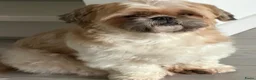 Shih Tzu honden te koop: Nestje met prachtige Shih Tzu pups  - Advertentie 18