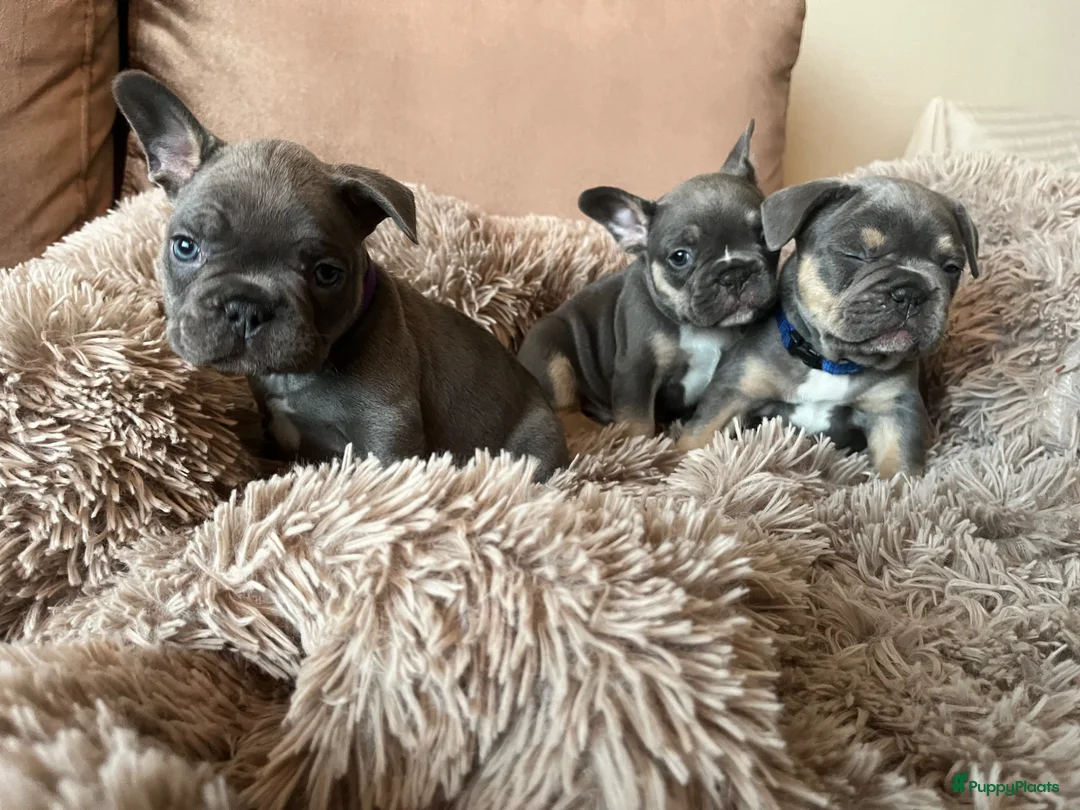 Franse Bulldog honden te koop: Franse Bulldog pups in Geldrop - Advertentie 2