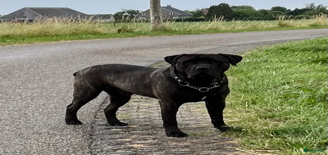 Galerij afbeelding {{count}}