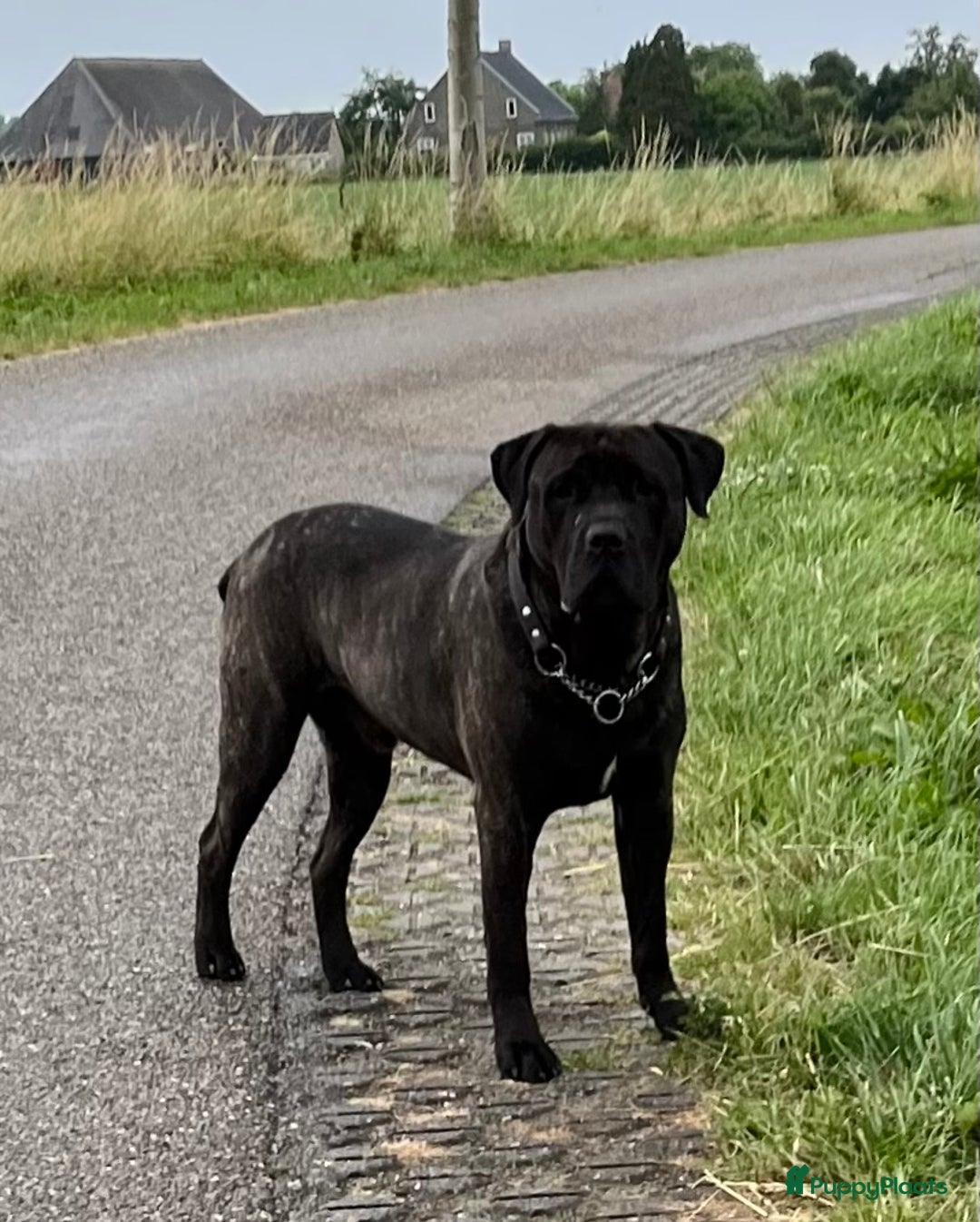 Galerij afbeelding {{count}}