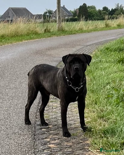 Galerij afbeelding {{count}}