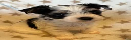 Yorkshire Terriër honden te koop: Biewer reutjes beschikbaar voor reservering - Advertentie 4