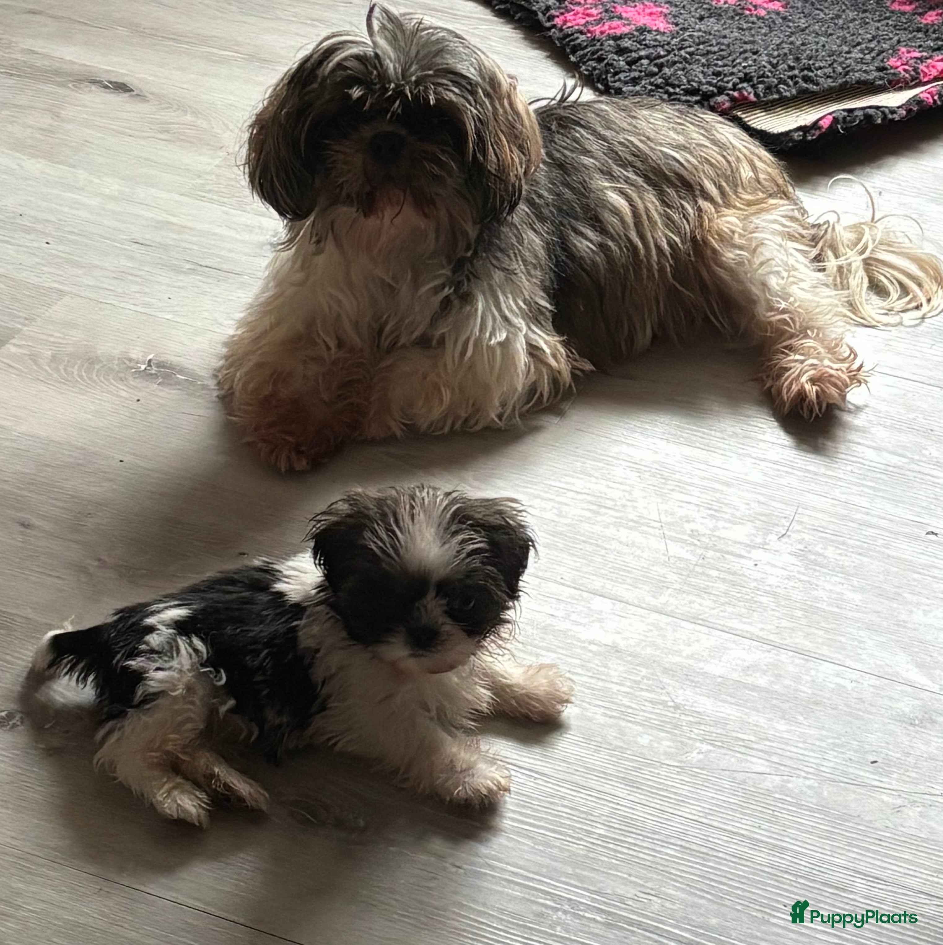 Shih Tzu honden Shih Tzu 3/4 - Advertentie 2