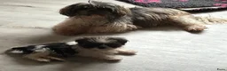 Shih Tzu honden te koop: Shih Tzu 3/4 - Advertentie 2
