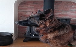Duitse Herder honden te koop: Duitse Herder Langstokhaar pups te koop in Hardinxveld-Giessendam - Afbeelding 1