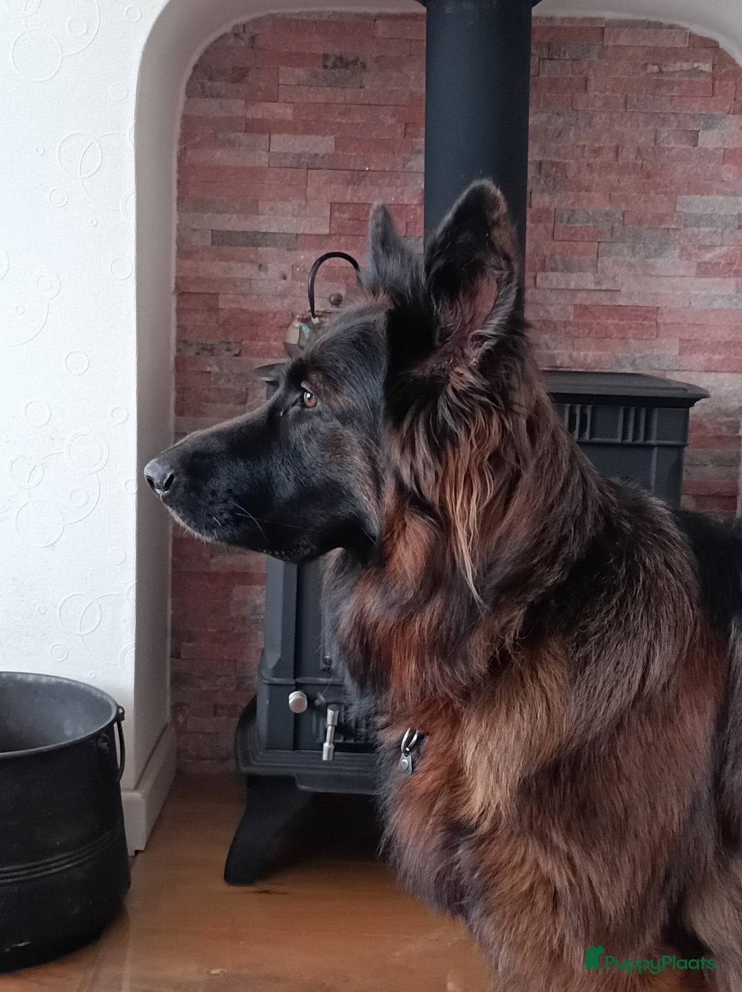Duitse Herder honden te koop: Duitse Herder Langstokhaar pups te koop in Hardinxveld-Giessendam - Afbeelding 1