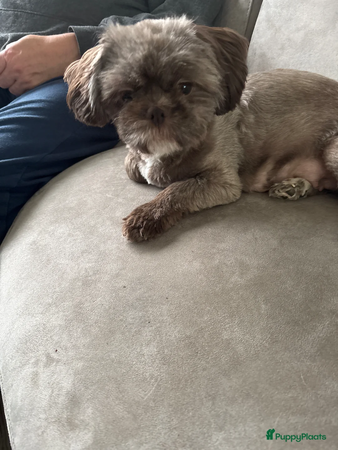 Shih Tzu honden te koop: Shih Shi pups in Joure - Advertentie 9