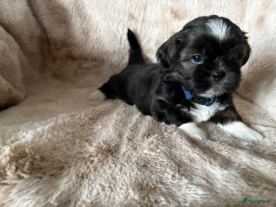 Shih Tzu honden te koop: Mooie shiz Tzu pup - Advertentie 1