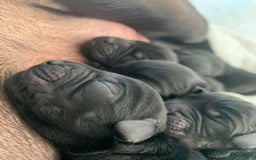 Labrador Retriever honden te koop: Stamboom Labrador pup. Nest Aankondiging  - Afbeelding 2