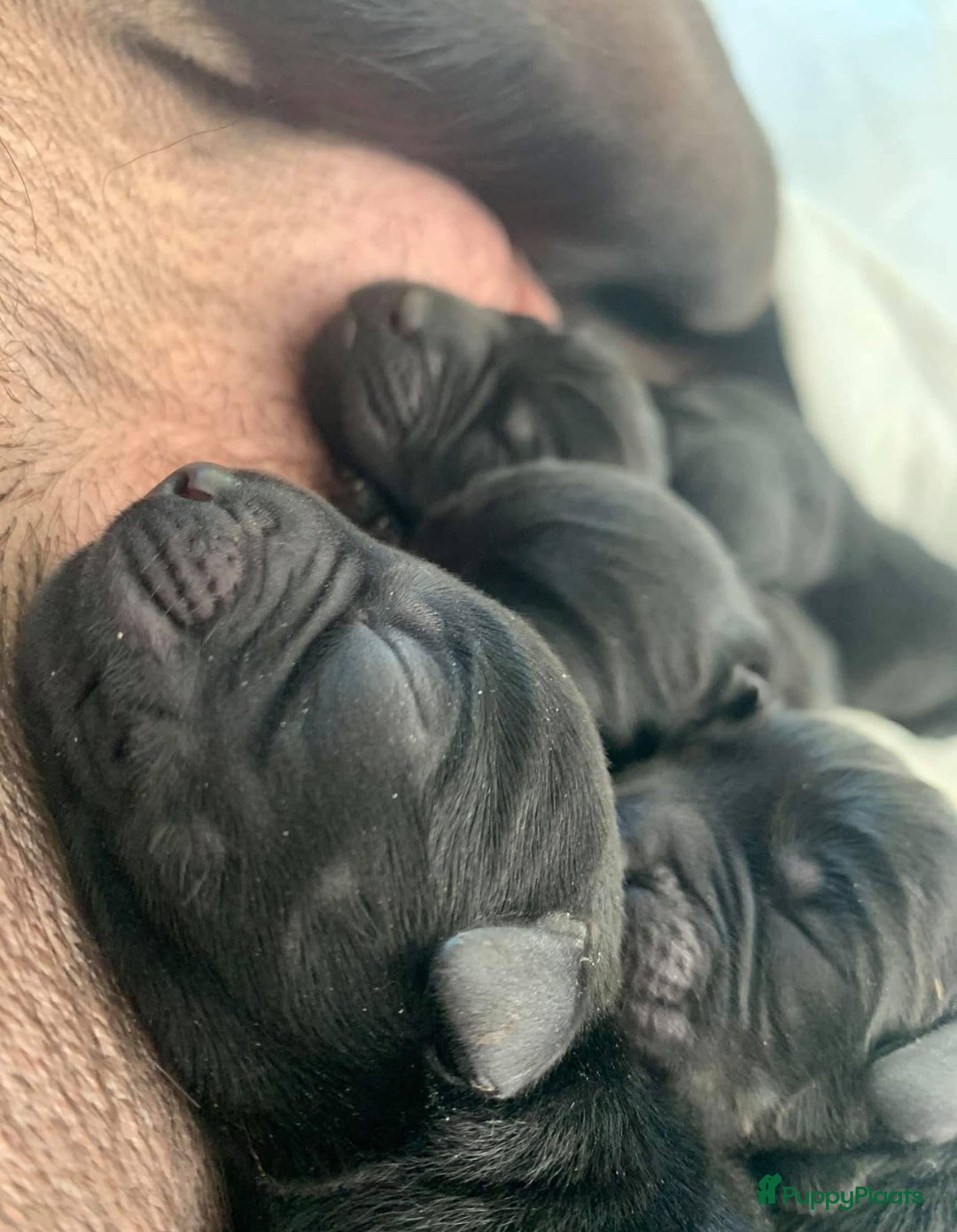 Labrador Retriever honden te koop: Stamboom Labrador pup. Nest Aankondiging  - Afbeelding 2