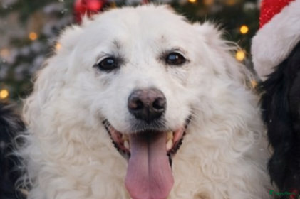 Berghond van de Maremmen en Abruzzen honden Happy zoekt baasje - Advertentie 2