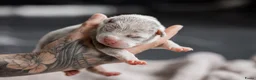 Amerikaanse Bully honden te koop: Prachtig nest American Bully pups - Advertentie 13