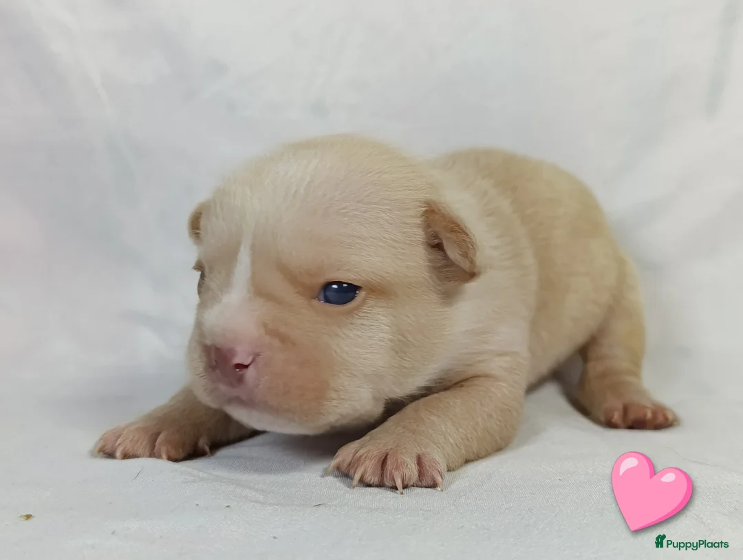 Franse Bulldog honden te koop: Prachtige Franse bulldogPups - Advertentie 18