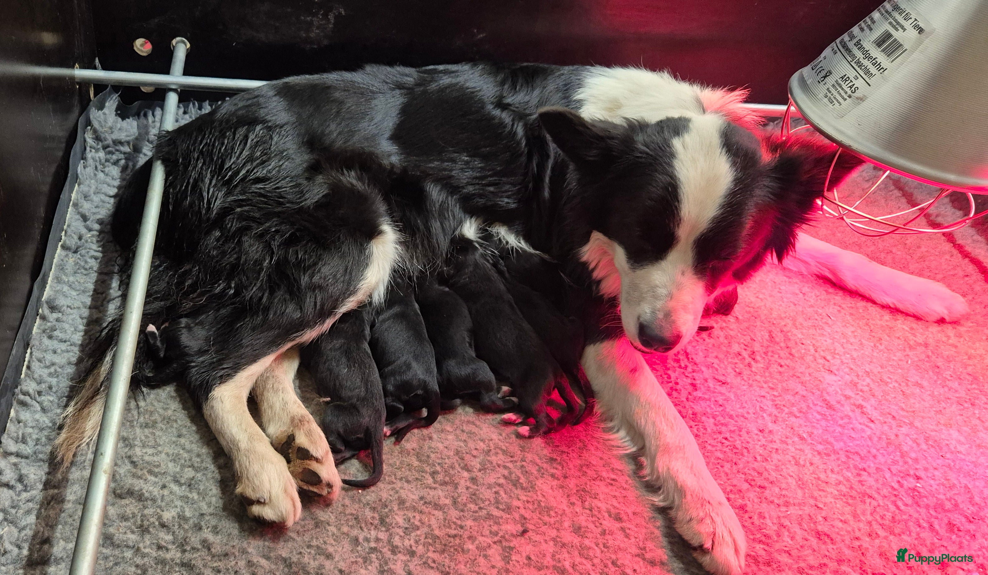 Kruising honden Bordoodle pups (F1) te koop! - Advertentie 1