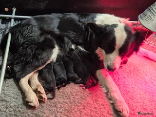 Kruising honden Bordoodle pups (F1) te koop! - Advertentie 1