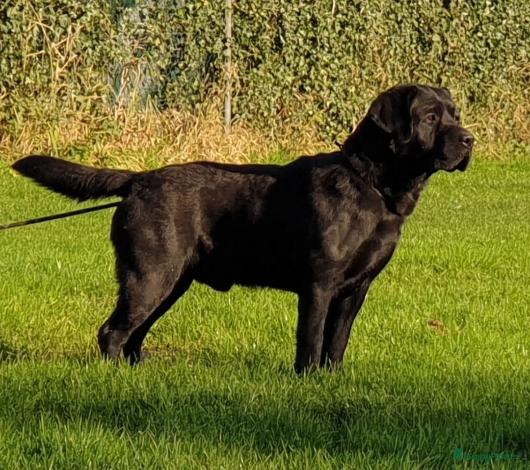 Labrador Retriever honden te koop: mooie zwarte Labrador puppy's te koop in Melick - Advertentie 8