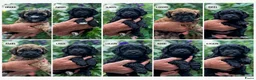 Goldendoodle honden te koop: Goldendoodle pups medium - Advertentie 3